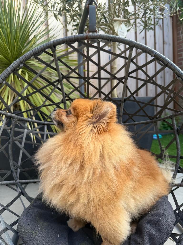 Honden of katten hang stoel/mand, Dieren en Toebehoren, Honden-accessoires, Ophalen, Gebruikt