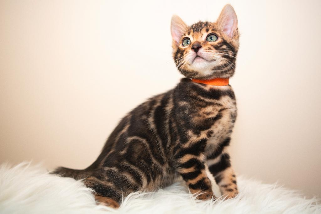 Raszuiver Bengaalse kittens zoeken gouden mandjes, Dieren en Toebehoren, Katten en Kittens | Raskatten | Korthaar, Meerdere dieren
