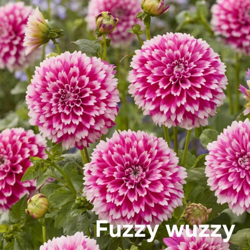 Dahlia Fuzzy wuzzy, Ophalen of Verzenden, Overige soorten, Volle zon