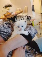 Prachtige Ragdoll kittens in unieke kleuren, Meerdere dieren, Ontwormd, 0 tot 2 jaar