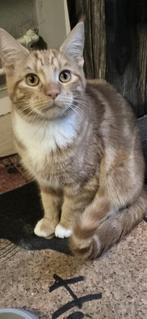 2 lieve half Maine Coon kittens – samen geplaatst, Dieren en Toebehoren, Katten en Kittens | Raskatten | Korthaar, Meerdere dieren