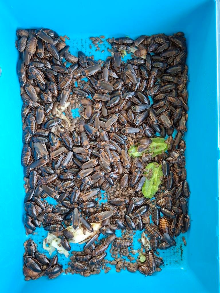 Perfecte voedseldier. Grote Dubiakweek, Dieren en Toebehoren, Ophalen