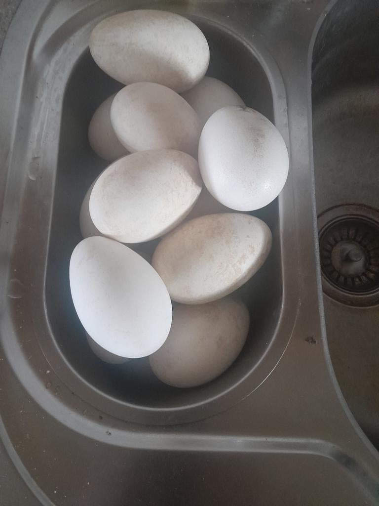 Gansen eieren, Dieren en Toebehoren, Pluimvee, Geslacht onbekend, Gans of Zwaan
