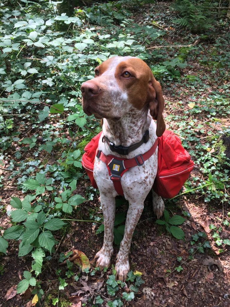 Langdurige oppas gezocht voor onze lieve Wies.