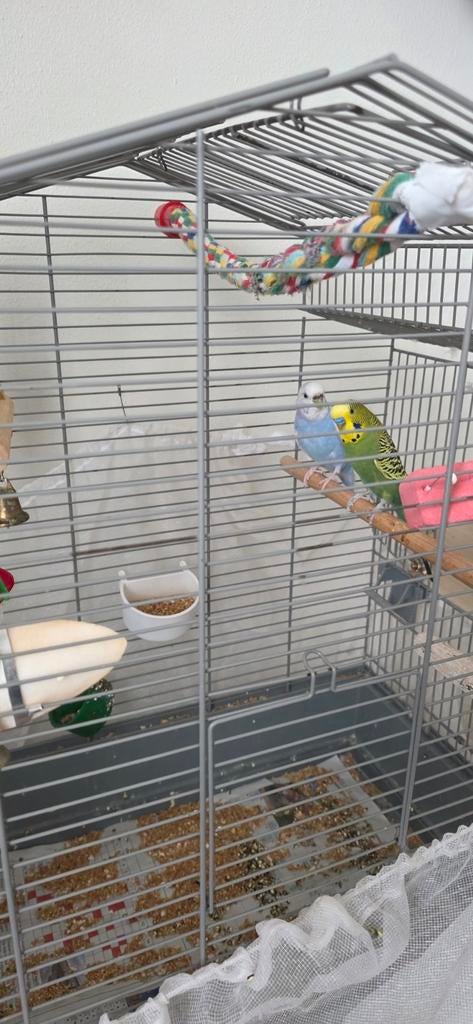 Twee vogels en hun kooi worden samen te koop aangeboden., Meerdere dieren, Overige soorten