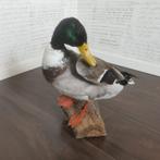 Opgezette Wilde Eend (Woerd) - Decoratie, Ophalen