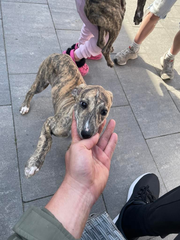 Whippet pups /windhond 2 teefjes, Whippet, 8 tot 15 weken, Teef, Meerdere