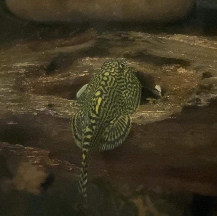 Hillstream loach algeneter, Dieren en Toebehoren, Vis, Zoetwatervis