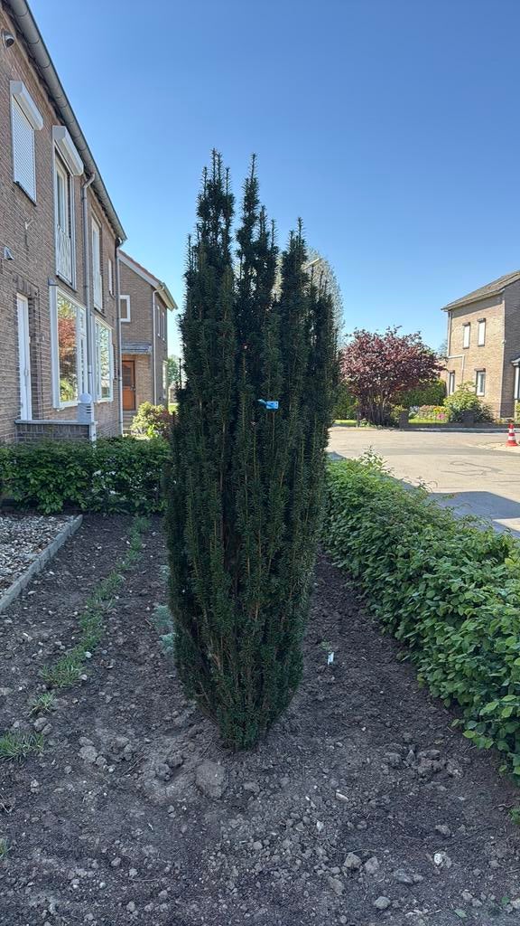 NIEUWE Taxus baccata Fastigiata 230 cm, Ophalen, Bloeit niet, Halfschaduw, 100 tot 250 cm