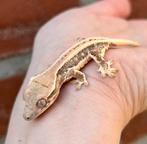 Lilly white wimpergekko, Dieren en Toebehoren, Hagedis, 0 tot 2 jaar
