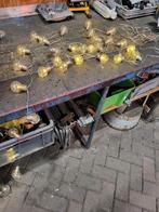 Feest verlichting led, Ophalen of Verzenden