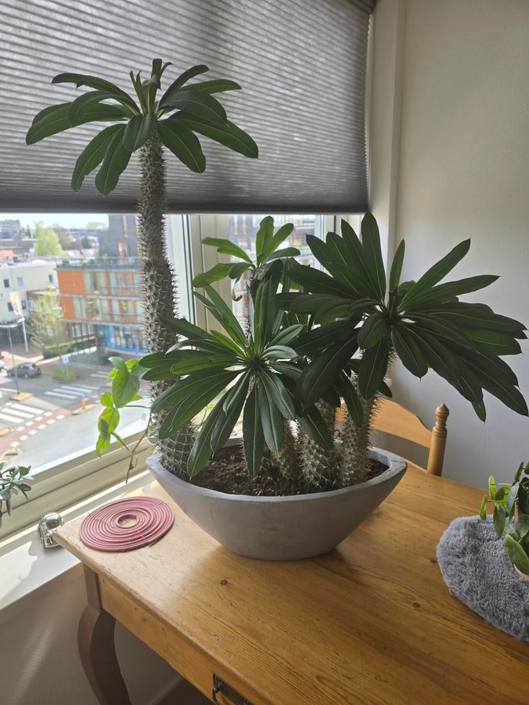 Prachtige cactus Madagascar palm in Veenendaal, Ophalen, Cactus, Volle zon, Minder dan 100 cm