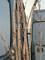 Japanse sierkers meerstammig pak de bloesem mee koop nu !!!!, Overige soorten, 250 tot 400 cm, Zomer, Ophalen