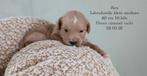 Labradoodle Multigen Doodle Labrador poedel mini medium, Overige rassen, 8 tot 15 weken, Parvo, Meerdere