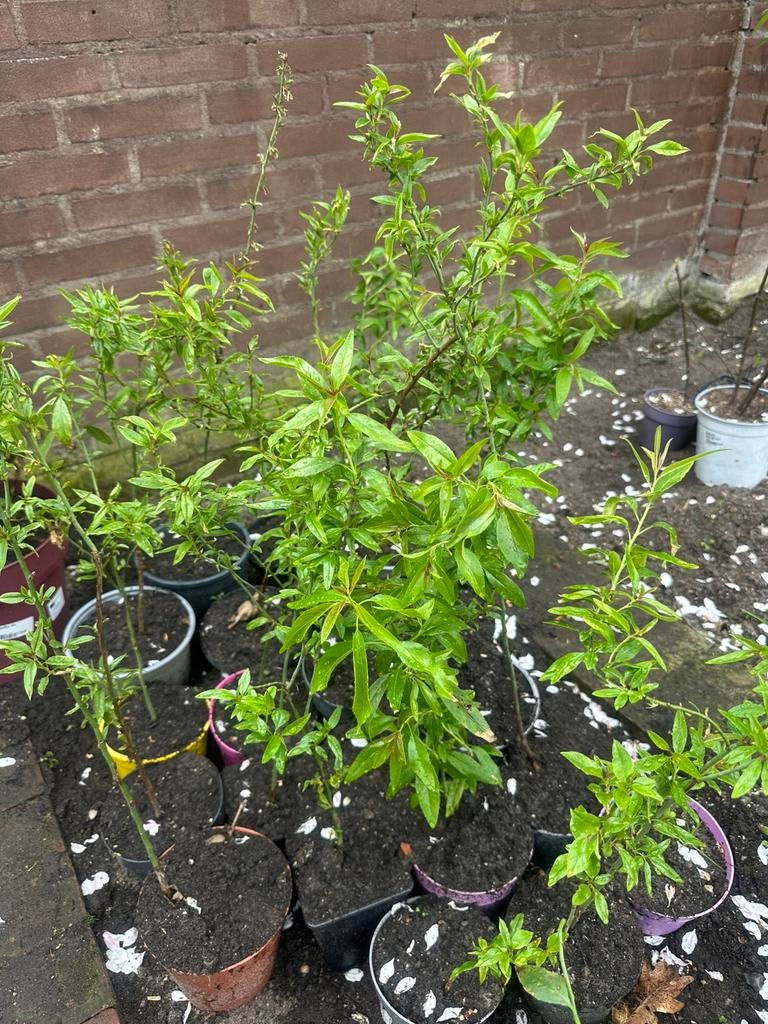 amandelboom, Tuin en Terras, Ophalen of Verzenden, Minder dan 100 cm, Overige soorten, Zomer