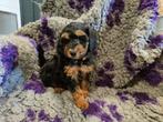 Kleine medium Black and Tan labradoodle F4b pups, Dieren en Toebehoren, Overige rassen, 8 tot 15 weken, Meerdere dieren, Eén hond