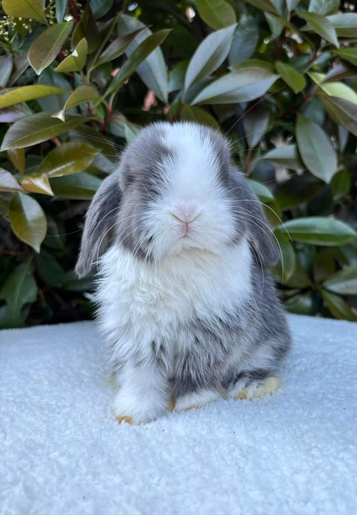 Jonge minilopjes te koop, Meerdere dieren, Dwerg