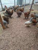 Brahma groot hennen, Dieren en Toebehoren, Pluimvee, Vrouwelijk, Kip