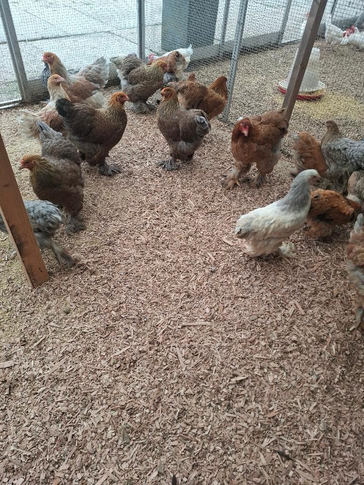 Brahma groot hennen, Dieren en Toebehoren, Pluimvee, Kip, Vrouwelijk