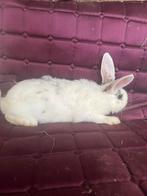 2 Rammetjes konijnen te koop, Mannelijk