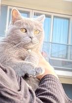 Britse korthaar, Dieren en Toebehoren, Poes, Kortharig, 3 tot 5 jaar