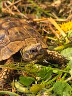 Vrouwelijke Griekse landschildpad, Schildpad, 0 tot 2 jaar