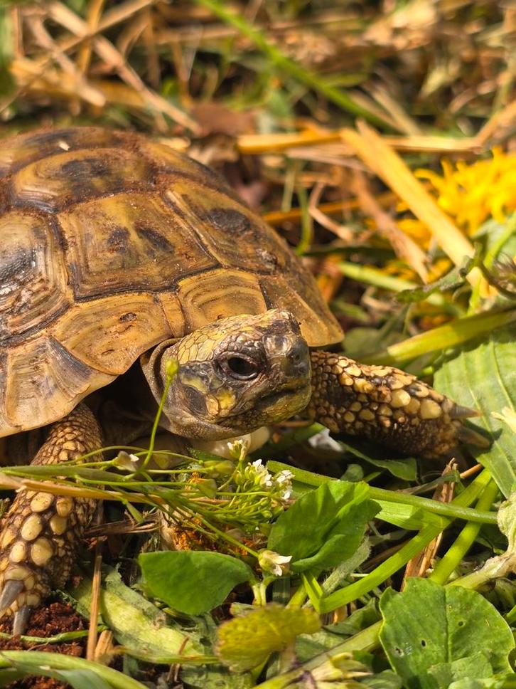 Vrouwelijke Griekse landschildpad, Dieren en Toebehoren, Reptielen en Amfibieën, Schildpad, 0 tot 2 jaar