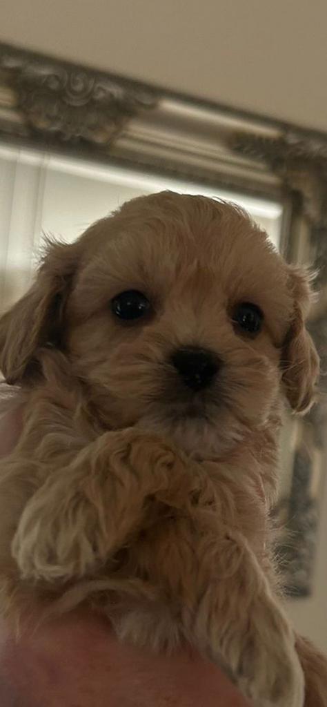 Nog slechts 1 maltipoo (wegens annulering) mag al meteen mee, Dieren en Toebehoren, 8 tot 15 weken, Parvo, Eén hond, Nederland