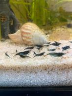 Blauwe garnalen, Dieren en Toebehoren, Kreeft, Krab of Garnaal