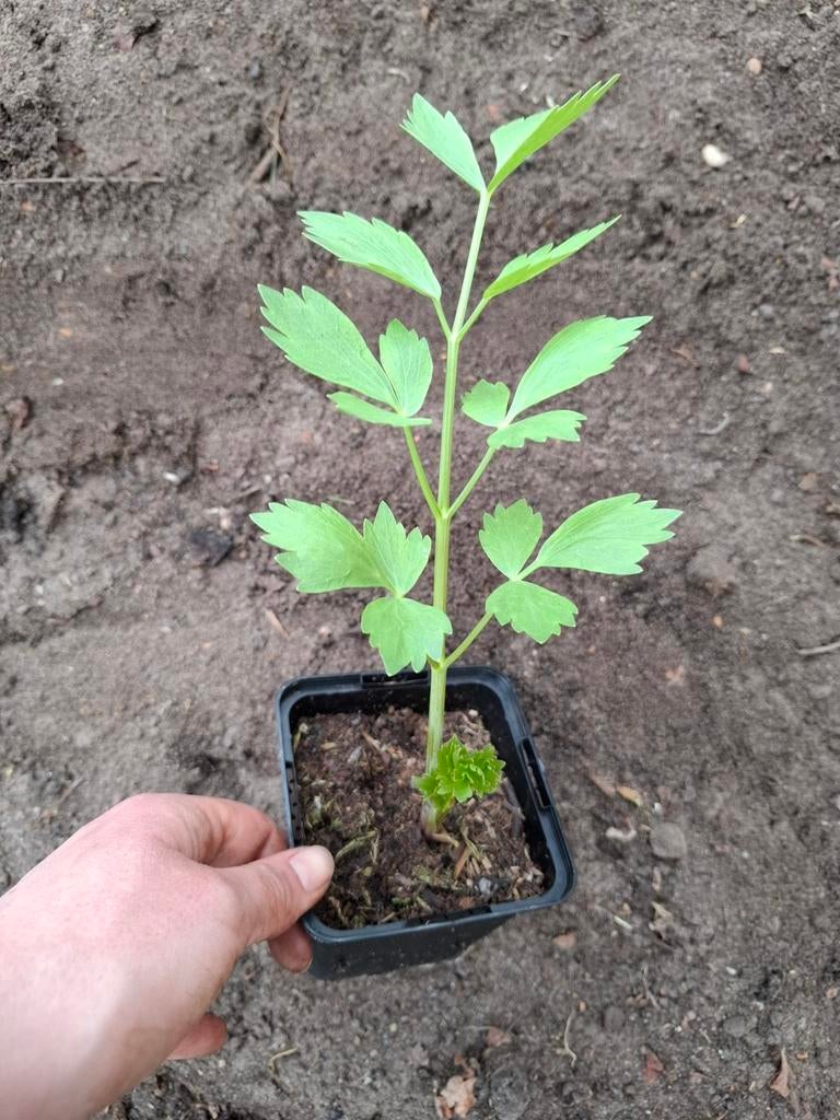 Maggiplant lavas p9 maggikruid, Tuin en Terras, Ophalen