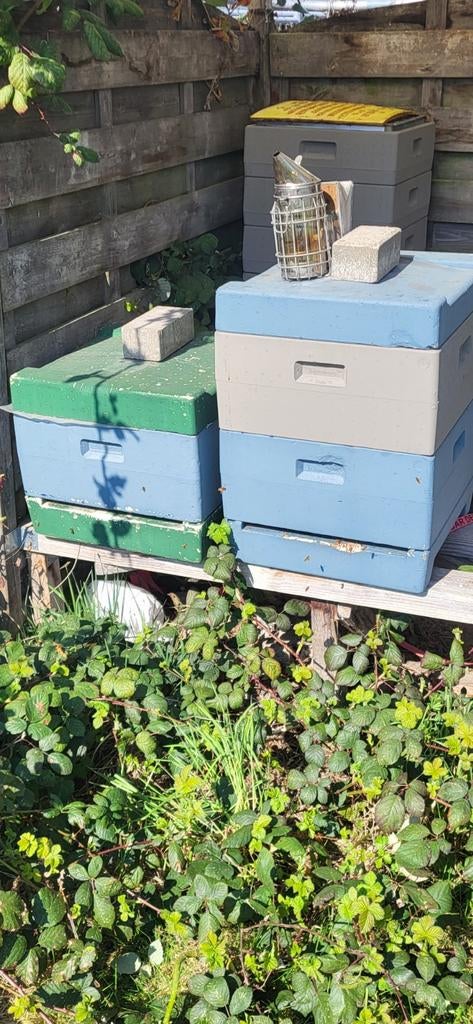 F1 buckfast 2025, Dieren en Toebehoren, Bijen