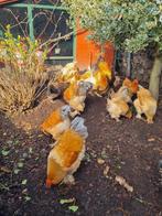 Brahma broedeieren & Kuikens, Geslacht onbekend, Kip