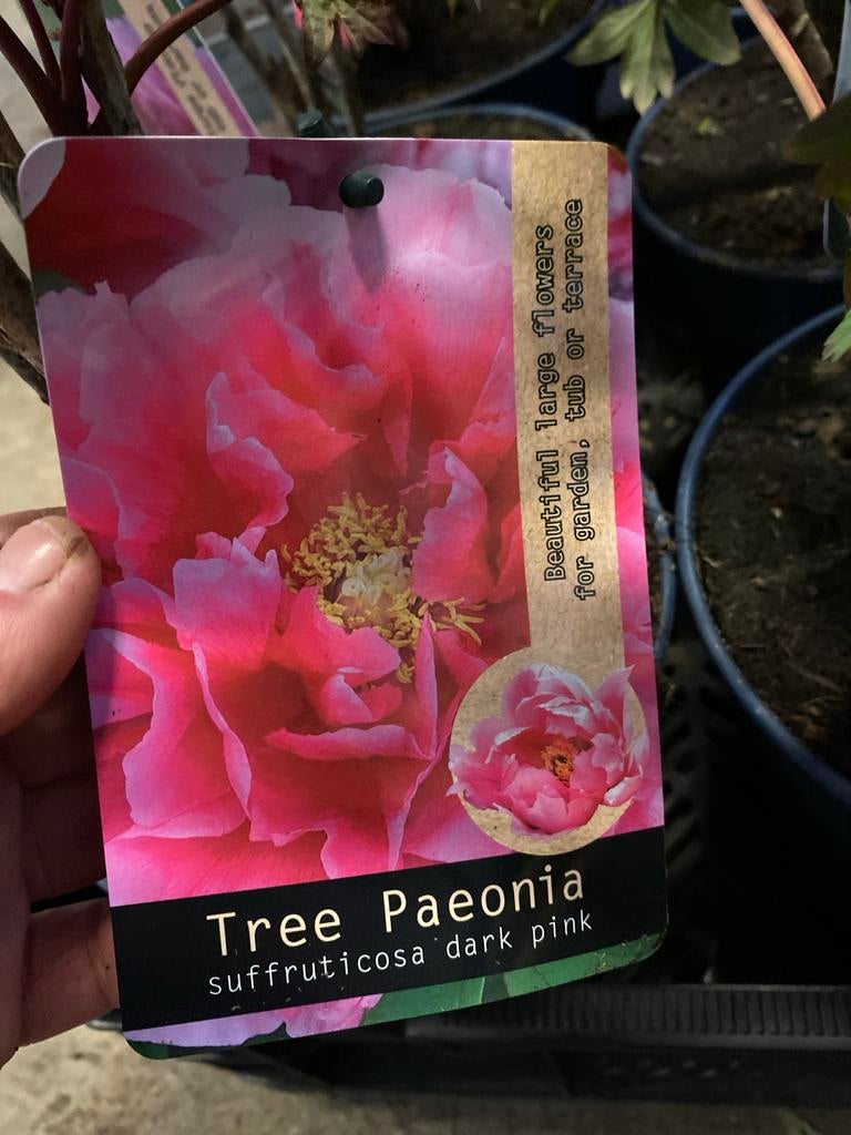 Boompioen (Tree Paeonia suffruticosa) - Diverse kleuren, Tuin en Terras, Planten | Tuinplanten, Vaste plant, Halfschaduw, Lente