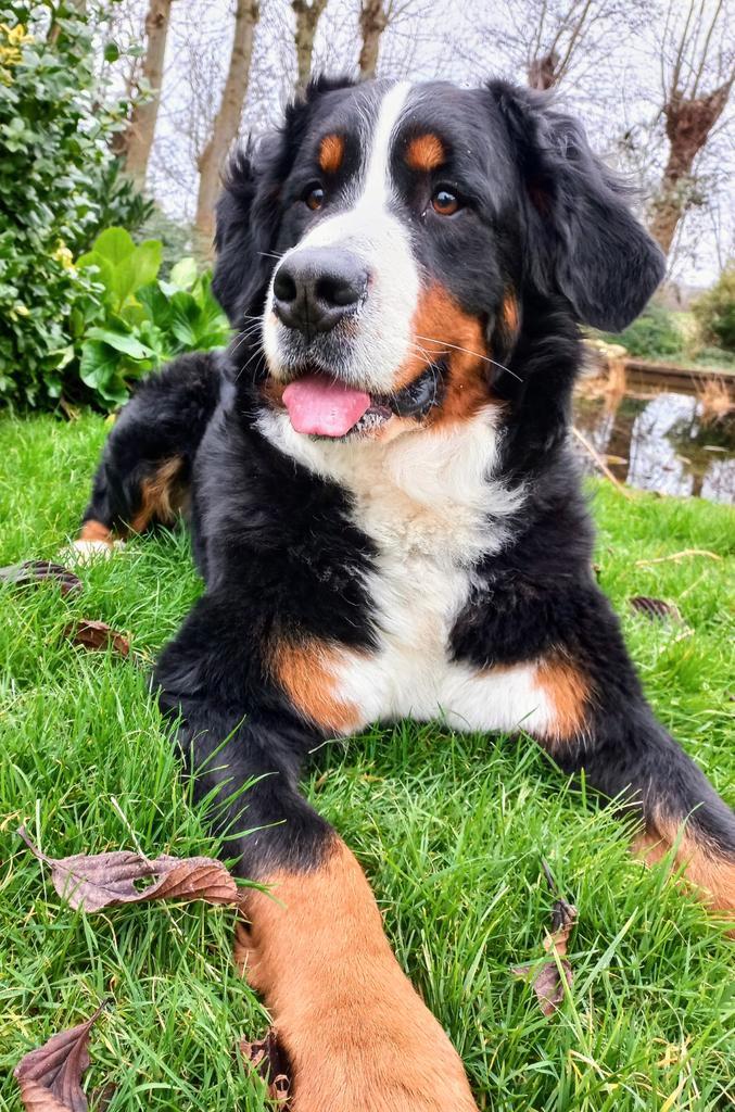 Nestaankondiging Berner Sennen pups met stamboom, Dieren en Toebehoren, Honden | Bulldogs, Pinschers en Molossers, Meerdere dieren