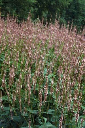 Vaste planten: duizendknoop amplexicaulis persicaria p9 roze, Bodembedekkers, Vaste plant, Ophalen of Verzenden, Halfschaduw