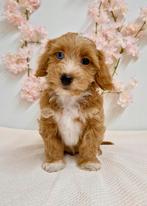 Prachtige boomer x toy poedel pups, Parvo, Nederland, 8 tot 15 weken, Meerdere