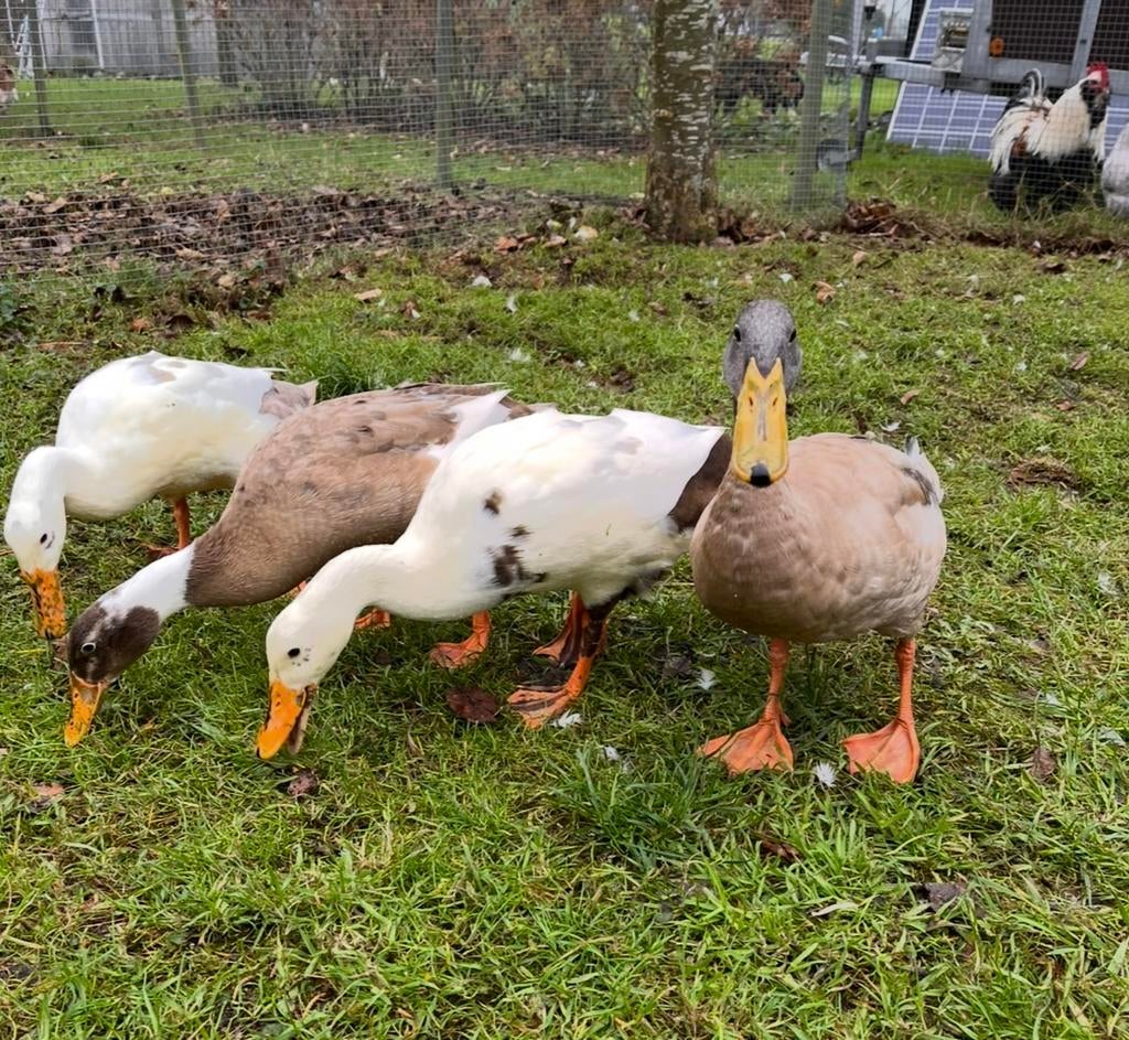 Broedeieren indische loopeend, Geslacht onbekend, Eend