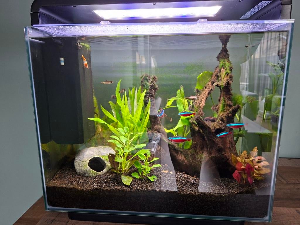 Aquarium, Ophalen, Gevuld zoetwateraquarium, Superfish, Inclusief vissen