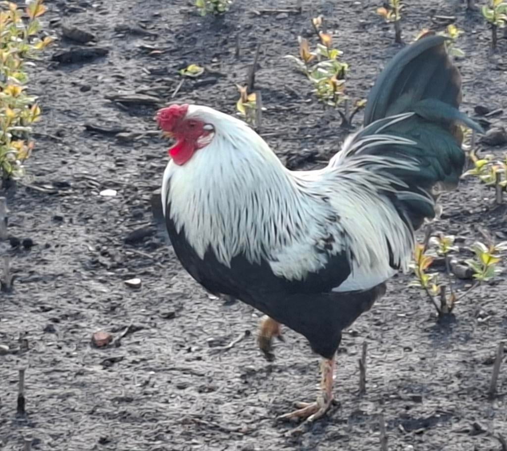 Kippenopvang zoekt goede plek voor deze prachtige krielhaan!, Dieren en Toebehoren, Pluimvee, Mannelijk, Kip