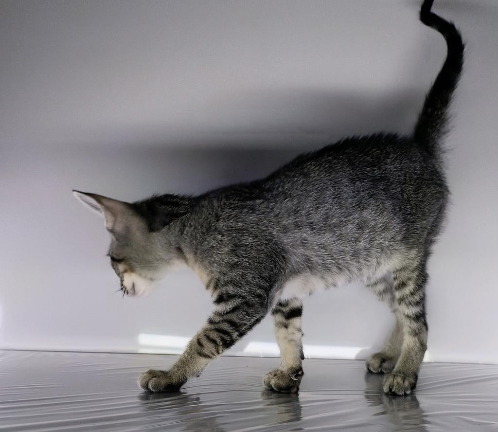 Kittens, Ooster korthaar kittens, oriental kittens, pete..., Dieren en Toebehoren, Meerdere dieren, Ontwormd, 0 tot 2 jaar