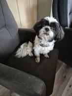 Boomer Bobby, Dieren en Toebehoren, Honden | Chihuahua's en Gezelschapshonden, 6 jaar of ouder, Eén hond, Nederland, Particulier