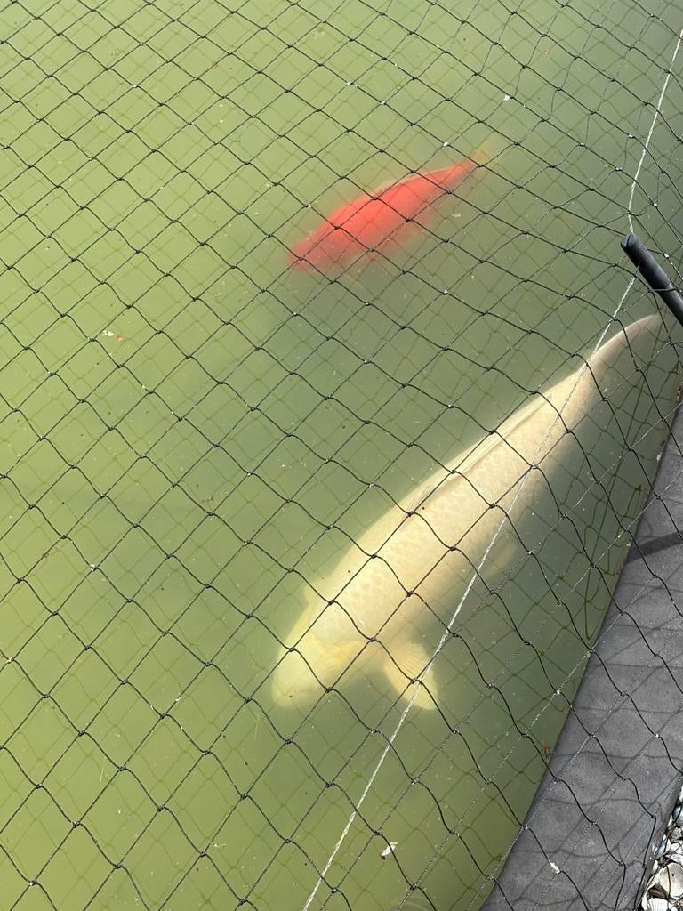 Koi karper en meer:), Karper of Koi