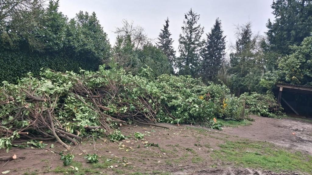 Aangeboden , takken , heb nog veel meer . Voor evt houtsnip, Tuin en Terras, Haardhout, Ophalen