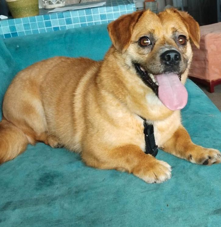 Lady zoekt dringend een nieuw baasje!, Dieren en Toebehoren, Honden | Dekreuen, Teef, Handelaar, Eén hond, Buitenland, 3 tot 5 jaar