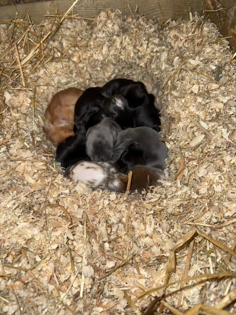 Franshangoor, Dieren en Toebehoren, Knaagdieren, April, Geslacht onbekend, Overige typen, Tam