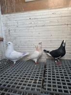 Duiven, Dieren en Toebehoren, Meerdere dieren, Overige soorten