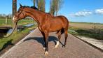 Lieve 15 jarige merrie astrello x niveau, Dieren en Toebehoren, Paarden, Merrie, Springpaard, Met stamboom