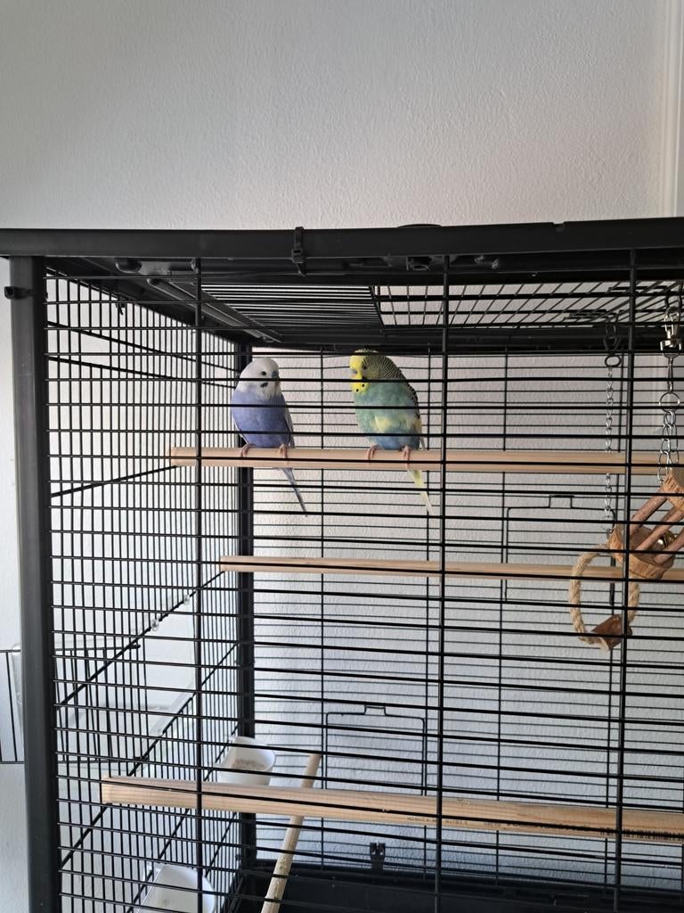 Parkieten, Meerdere dieren, Parkiet