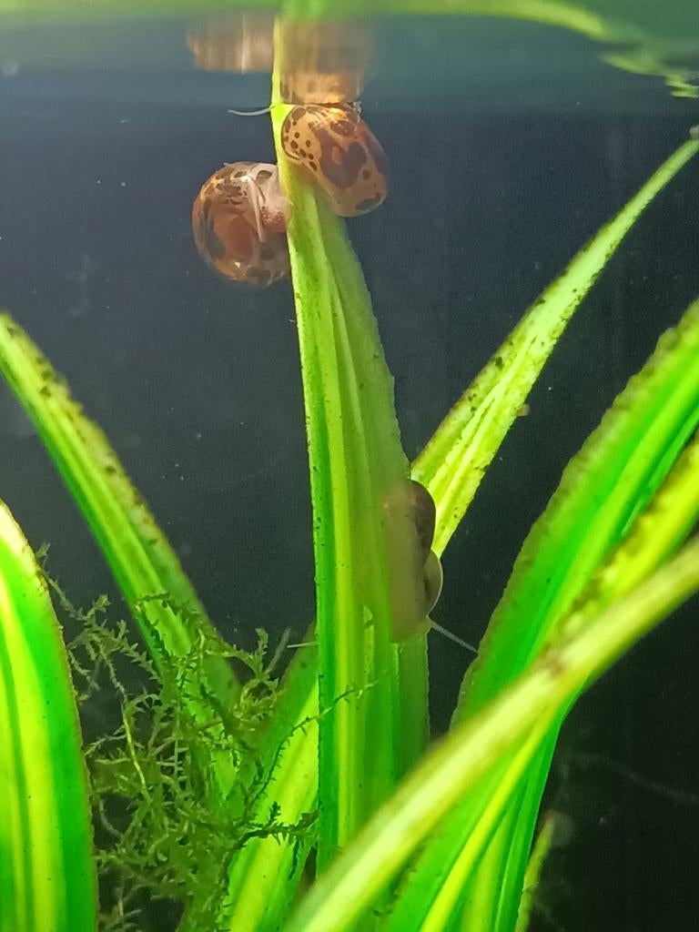 Jonge Posthoorn slakken, Dieren en Toebehoren, Slak of Weekdier