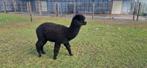 Alpaca's, Dieren en Toebehoren, Augustus, Mannelijk